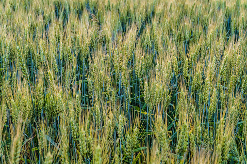 Greens of ripening wheat ears.  Fragment of green field. Agricultural plantation background with limited depth of field.