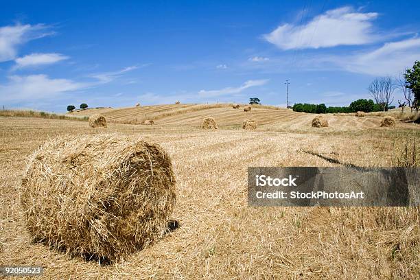 Photo libre de droit de Restaurant Harvest banque d'images et plus d'images libres de droit de Agriculture - Agriculture, Alentejo, Arbre