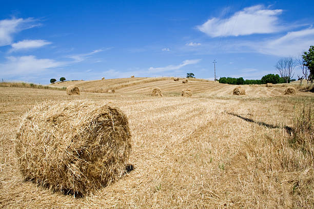 colheita - tractor portugal alentejo heat imagens e fotografias de stock