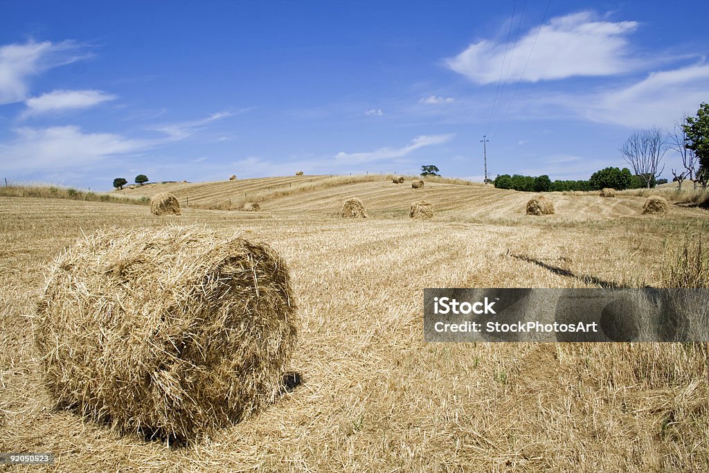 Урожай - Стоковые фото Алентежу роялти-фри
