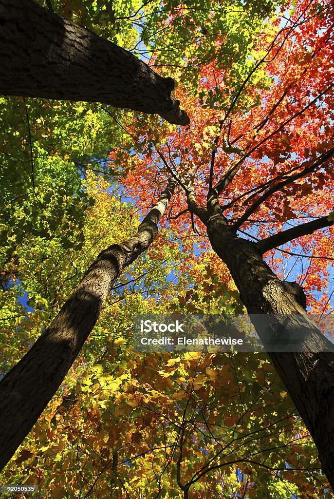 Foresta d'autunno - Foto stock royalty-free di Accendere (col fuoco)