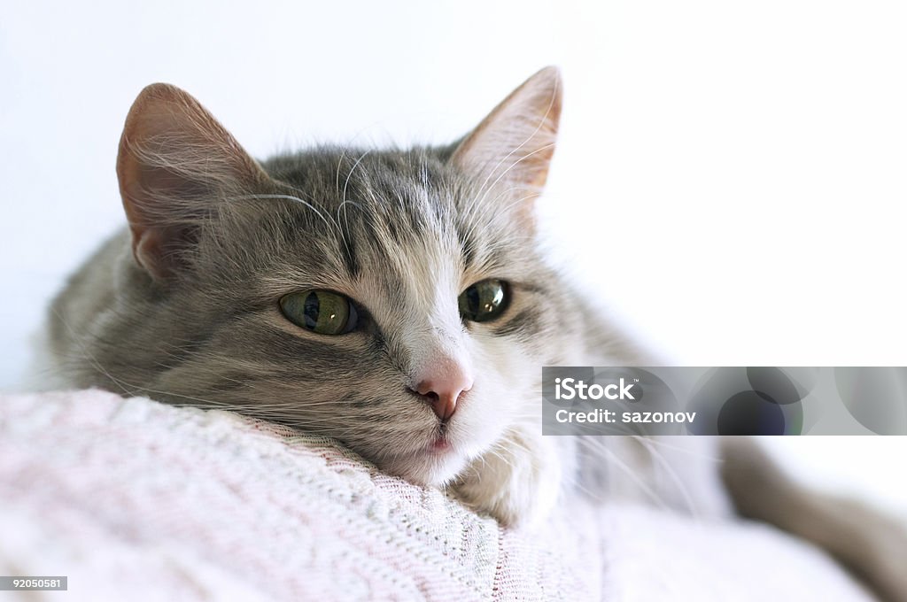 Gato - Royalty-free Animal Foto de stock