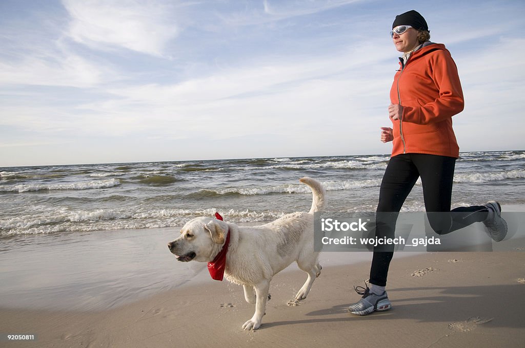 Running with Labrador Retriver  Animal Stock Photo