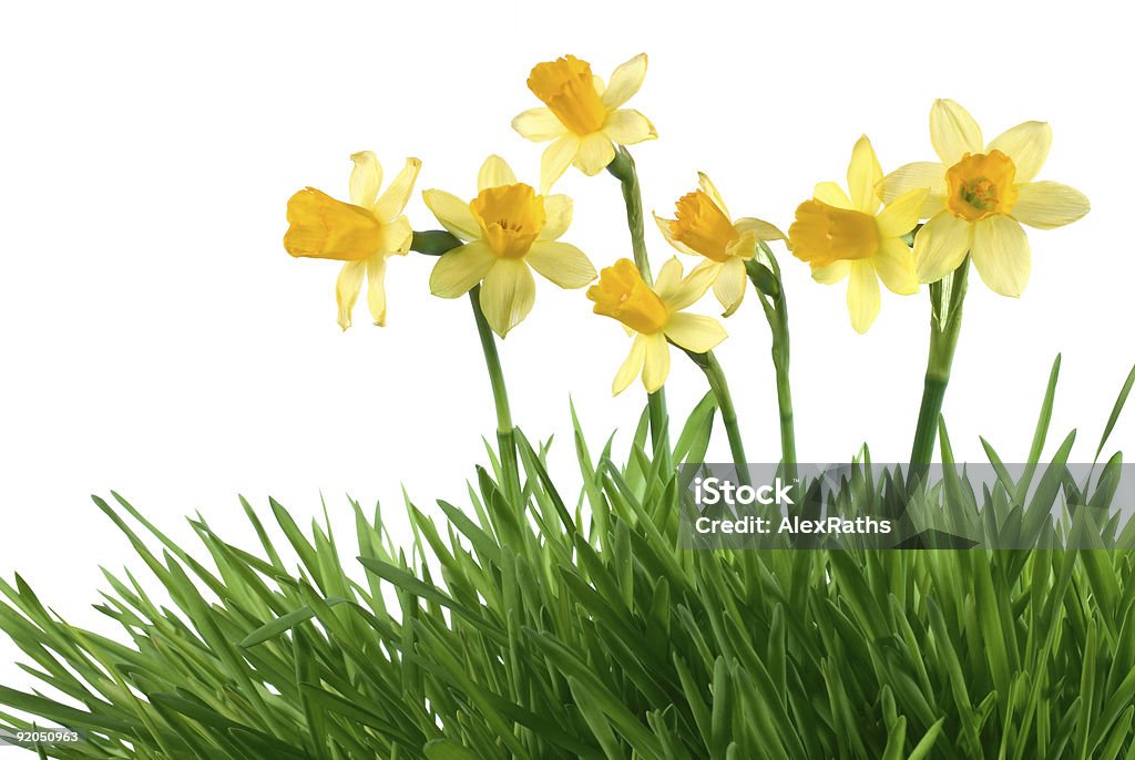 daffodils - Royalty-free Abril Foto de stock