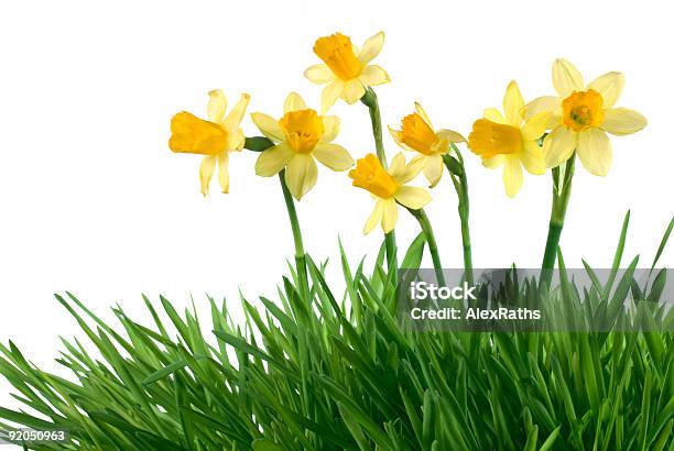 Foto de Narcisos e mais fotos de stock de Abril - Abril, Colorido, Culturas