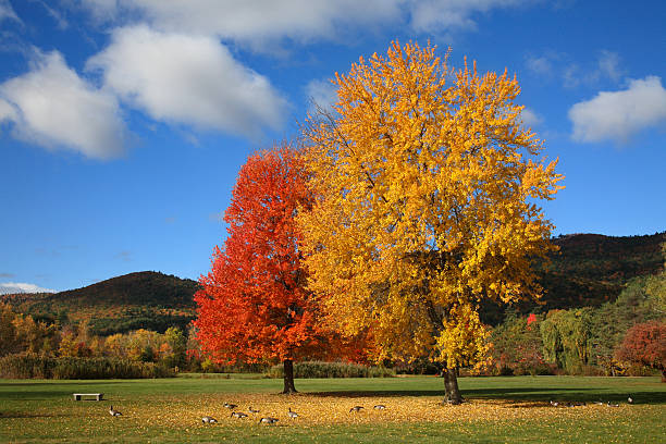 Battlefield Park stock photo