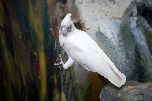 White moluccan cockatoo parrot in Malaysia