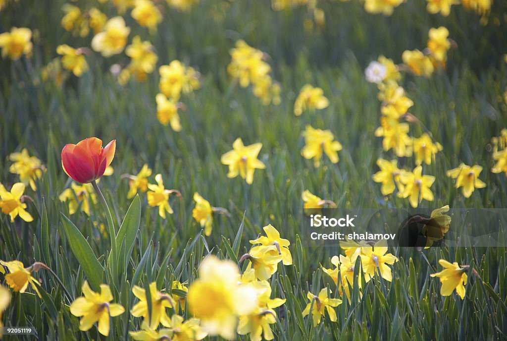 Tulipano in campo Daffodils - Foto stock royalty-free di Ambientazione esterna