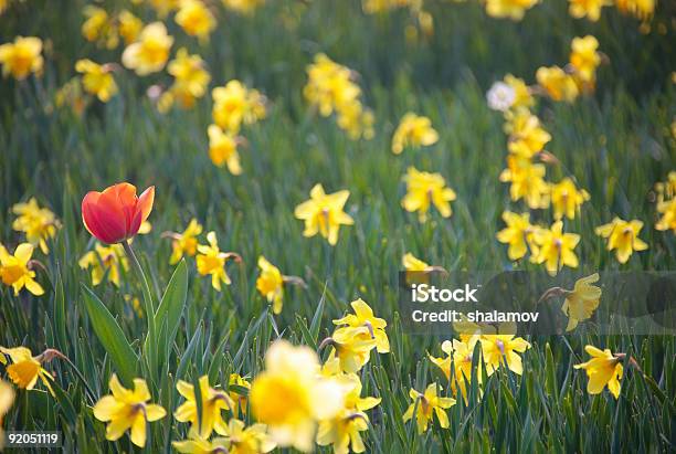 Foto de Tulipa Em Narcisos Field e mais fotos de stock de Amarelo - Amarelo, Beleza natural - Natureza, Botânica - Assunto