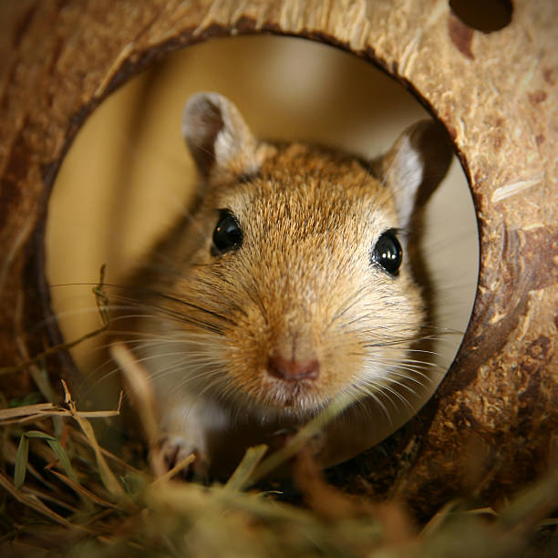 gerbo en el coco - gerbil fotografías e imágenes de stock