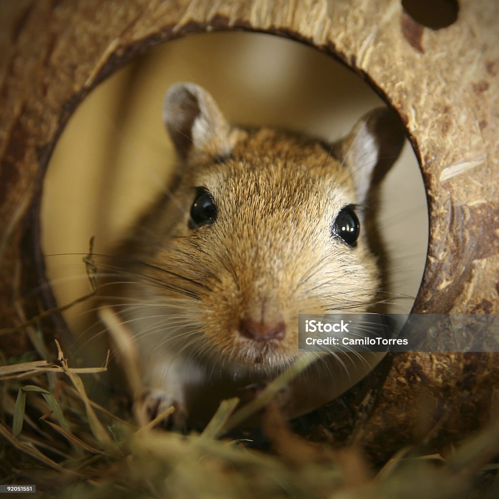 Gerbillo al cocco - Foto stock royalty-free di Gerbillo