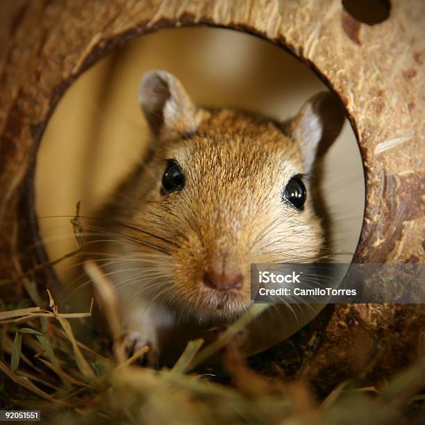 Gerbillo Al Cocco - Fotografie stock e altre immagini di Gerbillo - Gerbillo, Gabbia, Amicizia