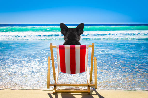 french bulldog dog resting and relaxing on a hammock or beach chair  at the beach ocean shore, on summer vacation holidays