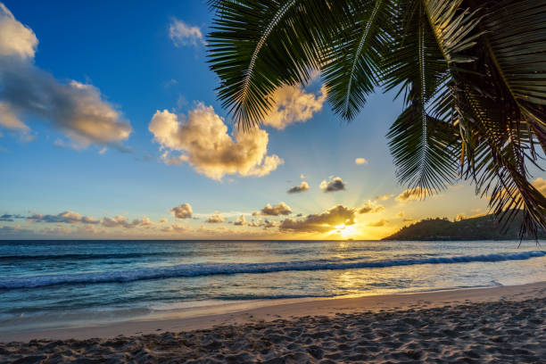 istock sunset at tropical beach behind palm leaf,anse intendance, seychelles 1 920516612