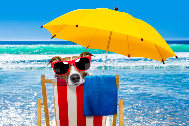 istock dog relaxing on a beach chair 920516634