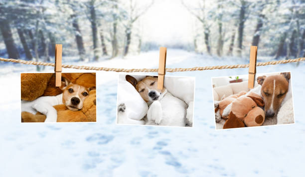 istock cute photos of dogs on string in winter 920518868