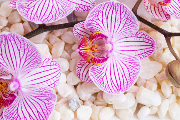istock Orchid flowers on bath salt , spa still life background, wellness background 920519482