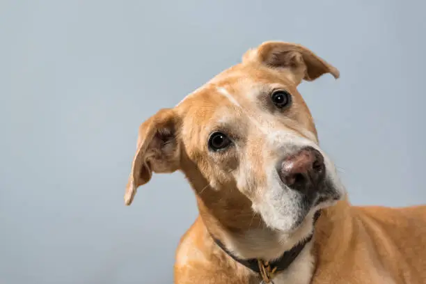 A portrait of a curious male dog with a checkered pedigree, with some Terrier and Labrador, aka a mutt, as he looks at the camera with his head tilted and his ears up listening to something that caught his attention, with a gray wall in the background.