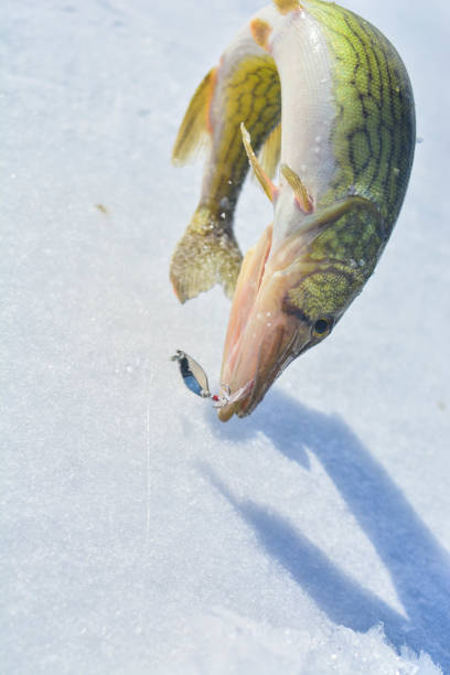 istock ice fishing catch 920522354