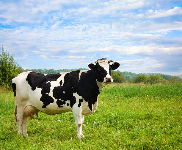 istock Cute cow standing alone on the meadow 92052580