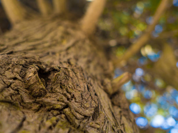 松の木の樹皮です。枝やデフォーカスの背景に青い空。 - plank oak wood old fashioned ストックフォトと画像