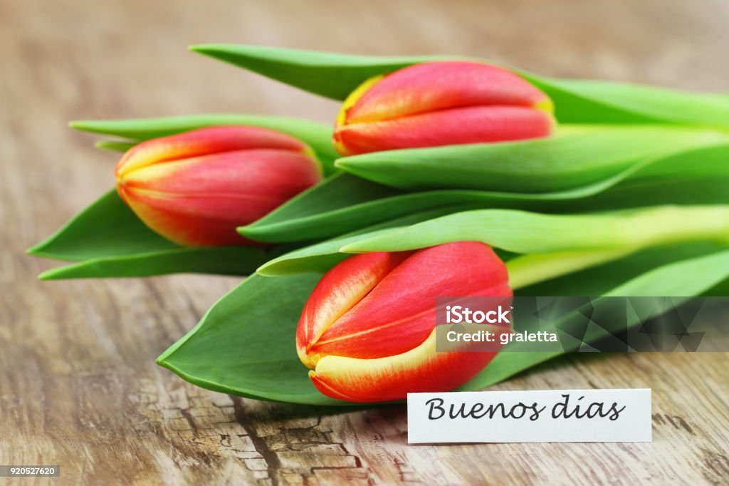 Foto de Cartão Buenos Dias Com Três Tulipas Vermelhas E Amarelas e mais fotos de stock de Acordar - iStock Foto de Cartão Buenos Dias Com Três Tulipas Vermelhas E Amarelas e mais fotos de stock de Acordar - iStock