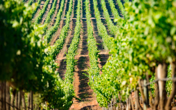Vineyard close to coast in Chile