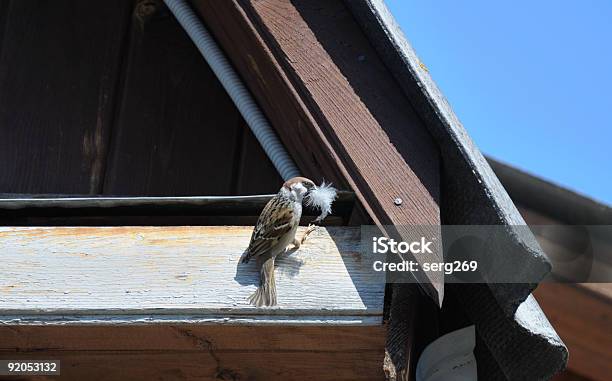 Foto de Sparrow Catched Ao Criar Nest Vista Traseira e mais fotos de stock de Animal - Animal, Animal selvagem, Asa animal