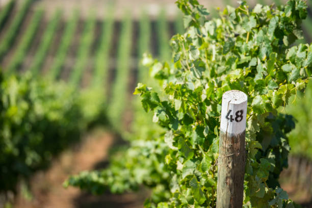 istock Vineyard close to coast in Chile 920531978