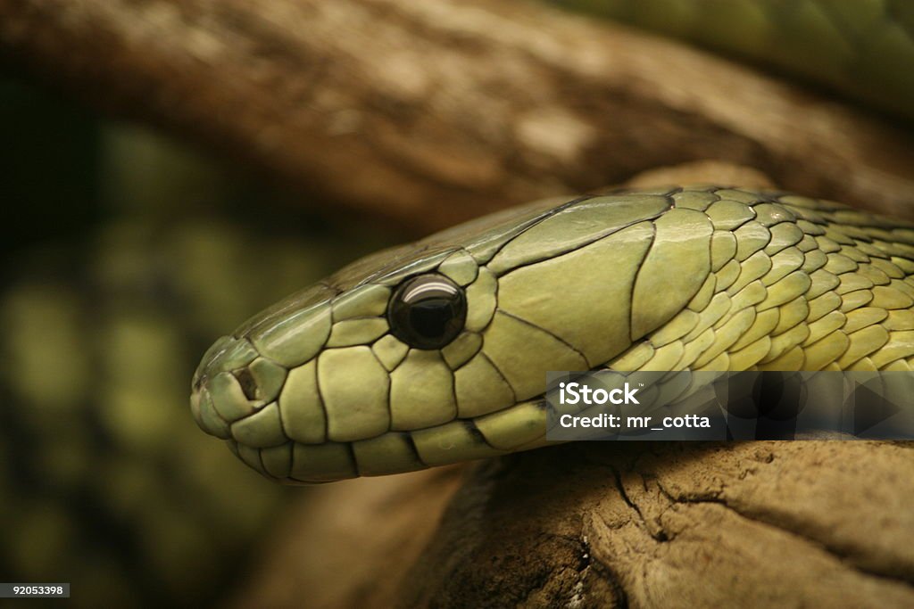Mamba-Cobra Verde - Foto de stock de Animal royalty-free