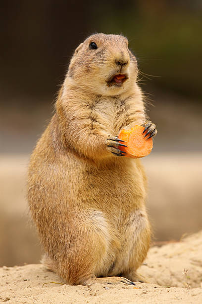 istock Prairie dog eating carrot 92053440