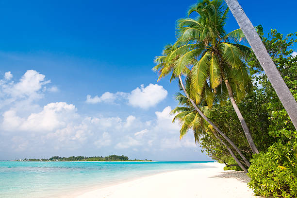 istock Leaning palms over white sandy beach tropical scene 92053715