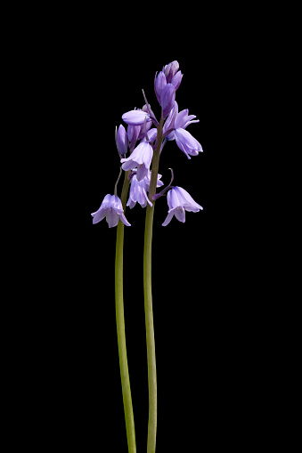 massed planting of the flowers of Iris blue flag, harlequin blueflag (Iris versicolor)