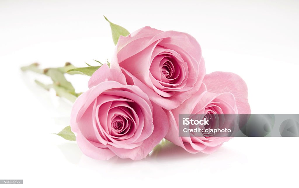 Pink roses  Bouquet Stock Photo