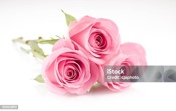 Pink Roses Stock Photo - Download Image Now - Bouquet, Pink Color, Rose - Flower