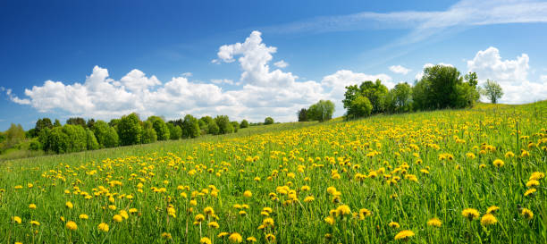 istock Field with dandelions and blue sky 920538958
