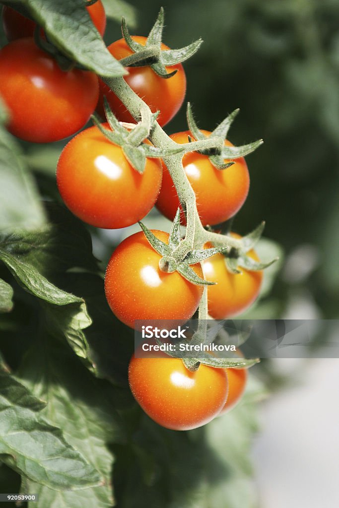 Close-up branch of cherry  tomatoes growing in a hothouse  Agriculture Stock Photo