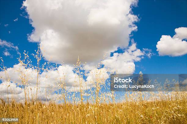 Oaxaca City Cathedral Halme Stockfoto und mehr Bilder von Blau - Blau, Farbbild, Feld