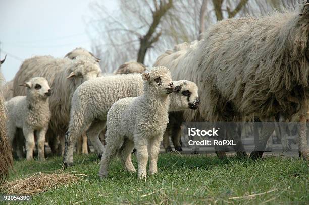 Carneiro Com Atitude - Fotografias de stock e mais imagens de Animal - Animal, Ao Ar Livre, Aproximar