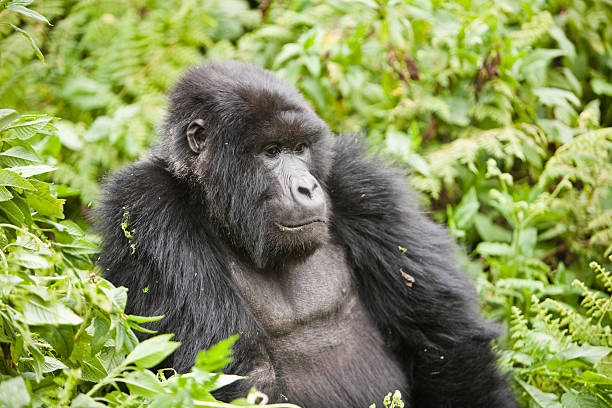 istock Mountain gorilla - Volcanoes National Park, Rwanda 92054471