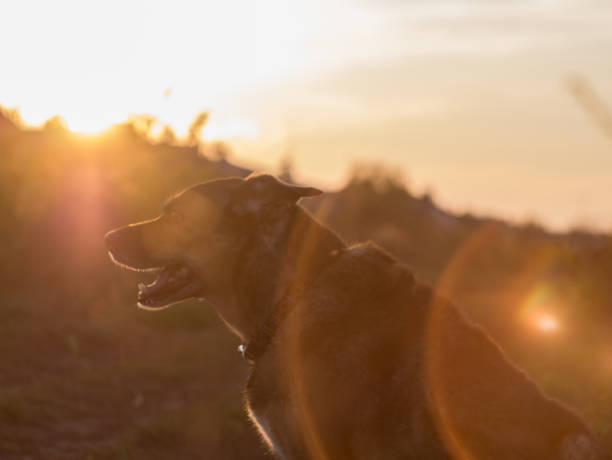 istock Beautiful dog portrait during the sunset. 920549716