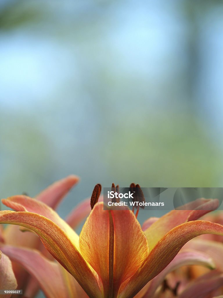 Michigan Lily  Beauty In Nature Stock Photo