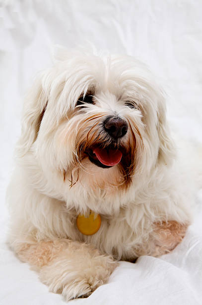 istock Dogs - Matlese Shih Tzu 92055083