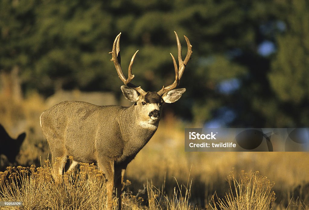 Big Veado de Orelhas Compridas Buck - Foto de stock de Animais Machos royalty-free