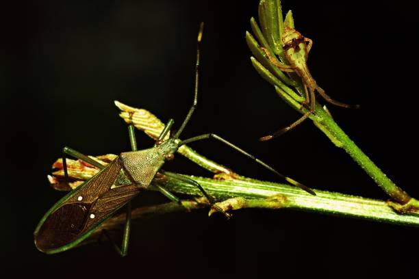 istock Big insect and small insect on green leaf. 920554868
