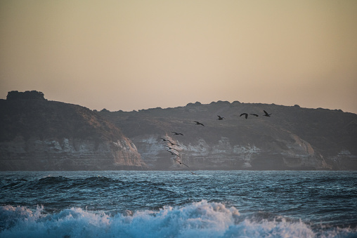 Pelican flock in formation, close to Vina del Mar in the evening