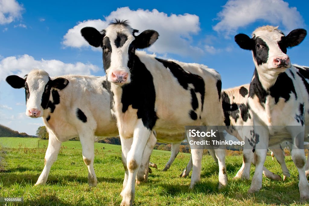 Икры на поле - Стоковые фото Домашний скот роялти-фри