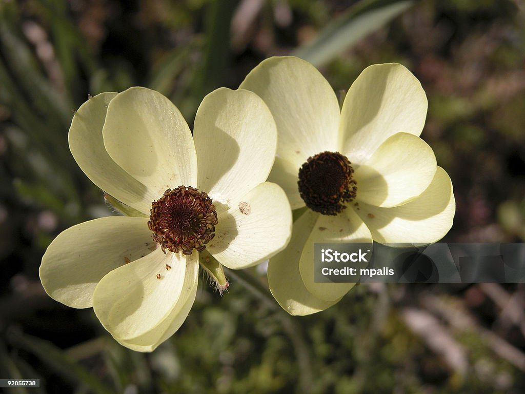 Желтый wild Anemone flowers - Стоковые фото Полевой цветок роялти-фри