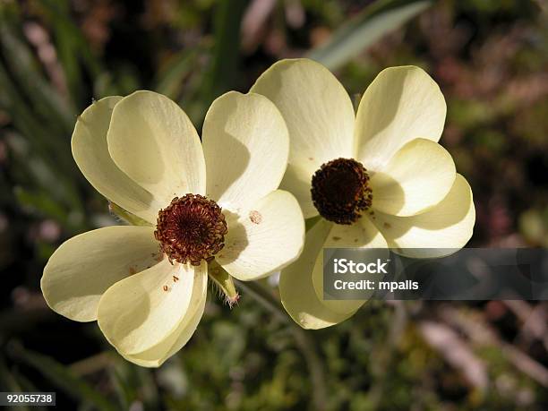 Желтый Wild Anemone Flowers — стоковые фотографии и другие картинки Полевой цветок - Полевой цветок, Анемона, Анютины глазки