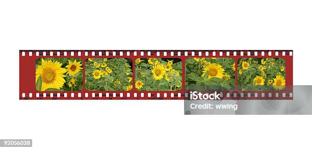 Sunflower Film Strip Border Stock Photo - Download Image Now - Beauty, Beauty In Nature, Blossom